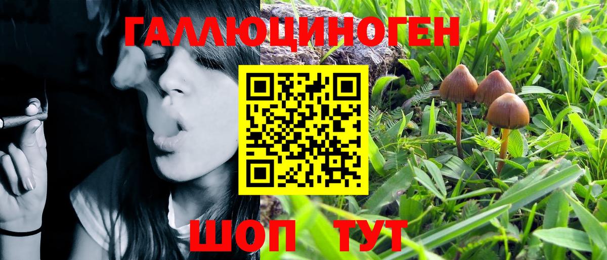 Псилоцибиновые грибы GOLDEN TEACHER  как найти закладки  Усть-Джегута  Вход с VPN 